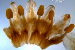 Cuscuta strobilacea var. pringlei, corolla dissected