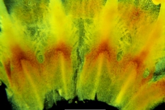 Cuscuta strobilacea var. pringlei, infrastaminal scales