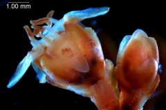 Cuscuta pringlei, flower