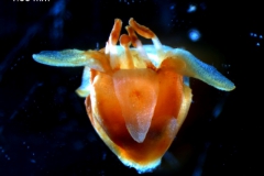 Cuscuta pringlei, flower