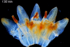 Cuscuta pringlei, corolla, dissected