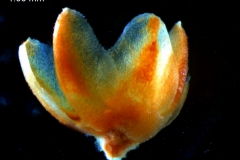 Cuscuta pringlei, calyx 3D