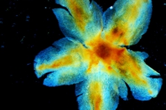 Cuscuta pringlei, calyx dissected