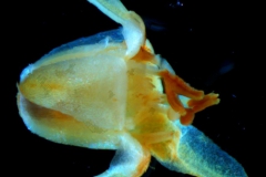 Cuscuta pringlei, corolla 3D