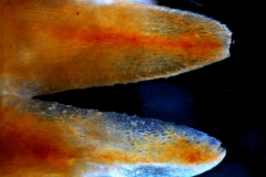 Cuscuta pringlei, corolla lobes