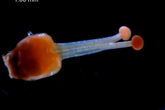 Cuscuta pringlei, gynoecium