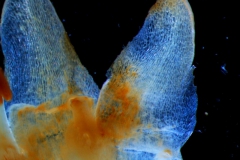 Cuscuta pringlei, corolla lobes