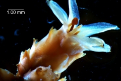 Cuscuta strobilacea, flower