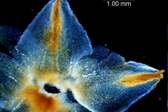 Cuscuta strobilacea, calyx lobes