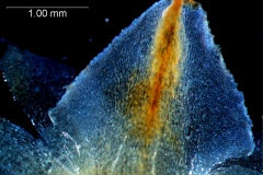 Cuscuta strobilacea, calyx lobe detail