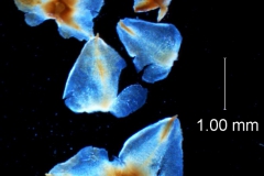 Cuscuta strobilacea, bracts