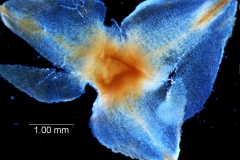 Cuscuta strobilacea, bracts detail