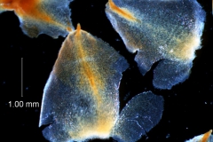 Cuscuta strobilacea, bracts detail