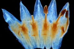 Cuscuta strobilacea, corolla dissected