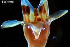 Cuscuta strobilacea, corolla 3D