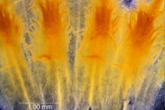 Cuscuta strobilacea, infrastaminal scales