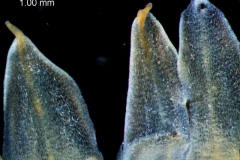 Cuscuta strobilacea, corolla lobes