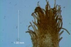 Cuscuta strobilacea, infrastaminal scale detail