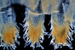 Cuscuta strobilacea, infrastaminal scales