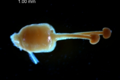 Cuscuta strobilacea, gynoecium