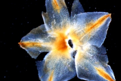 Cuscuta strobilacea, calyx, dissected