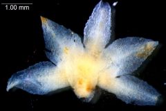 Cuscuta bonafortunae, dissected calyx