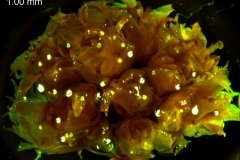 Cuscuta boldinghii, inflorescence
