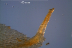 Cuscuta boldinghii, calyx appendage