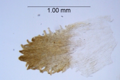 Cuscuta boldinghii, infrastaminal scale detail