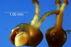 Cuscuta boldinghii, gynoecium and capsule