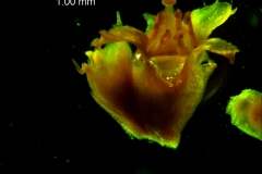 Cuscuta boldinghii, inflorescence fragment