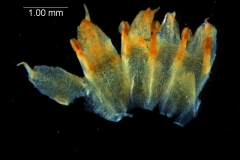 Cuscuta boldinghii, dissected corolla
