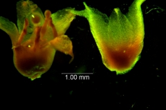 Cuscuta boldinghii, corolla and calyx 3D