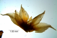 Cuscuta boldinghii, dissected calyx
