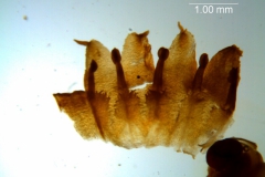 Cuscuta boldinghii, dissected corolla