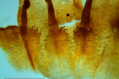 Cuscuta boldinghii, dissected corolla: scales