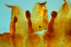 Cuscuta boldinghii, corolla lobes