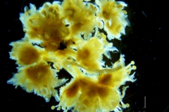 Cuscuta alata, inflorescence