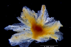 Cuscuta alata, calyx dissected