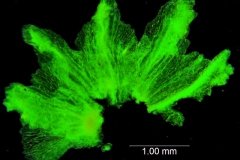 Cuscuta alata, calyx dissected