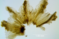 Cuscuta alata, calyx dissected