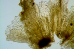 Cuscuta alata, calyx dissected (lobes detail)
