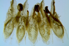 Cuscuta alata, corolla dissected