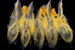 Cuscuta alata, corolla dissected