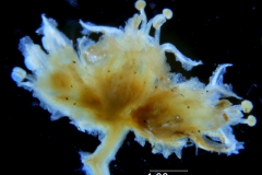 Cuscuta alata, inflorescence fragment