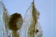 Cuscuta alata, corolla lobes detail