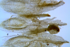 Cuscuta alata, corolla dissected, dorsal view. Note the external infrastaminal scales