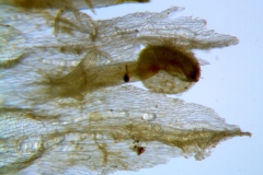 Cuscuta alata, corolla dissected, dorsal view. Note the external infrastaminal scales