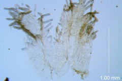 Cuscuta alata, corolla dissected, ""normal"" infrastaminal scales inside the corolla