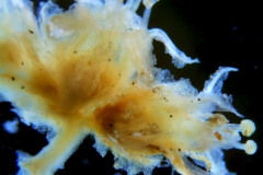 Cuscuta alata, inflorescence fragment